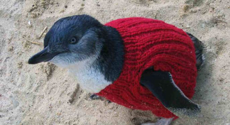 Australien/Victoria, Pullover für Pinguine